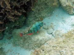 Redband Parrotfish intermediate Phase (8